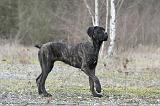 CANE CORSO 780
